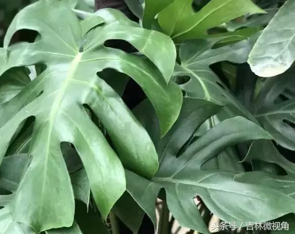 比绿萝吸甲醛更好的植物,最吸甲醛的绿植绿萝