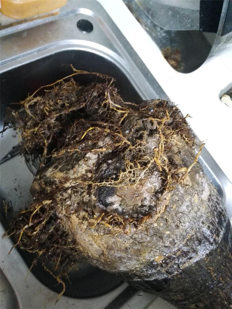 发财树起死回生视频,快死掉的发财树如何弄活