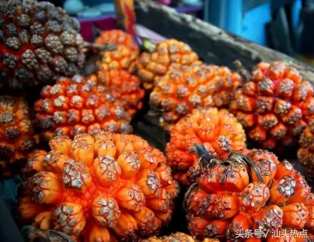 南澳海边一种神秘果实，99%的人不知道的奇特功效！