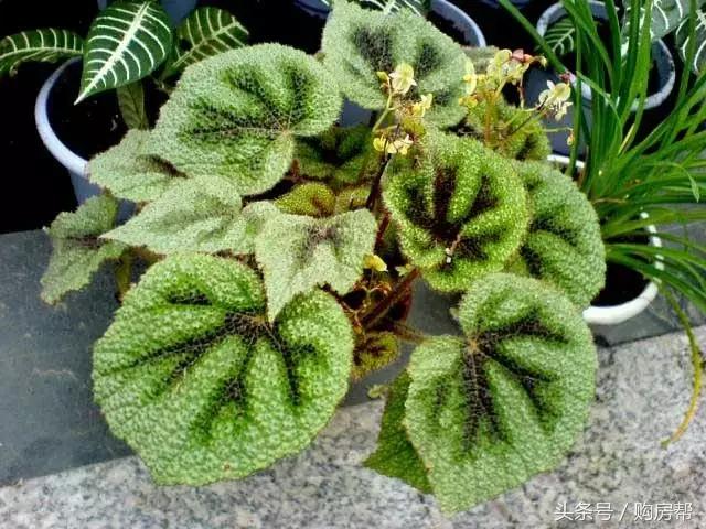 哪种绿萝吸甲醛最好,去甲醛最好的10种植物绿萝