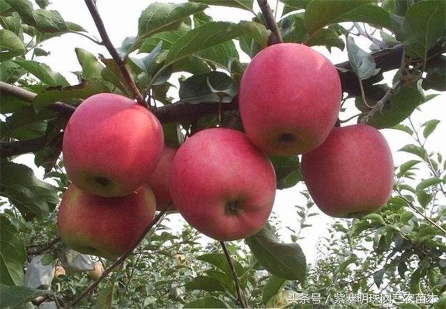 梨木台风景区顺缘农家院,天津蓟县梨木台顺鑫缘农家院