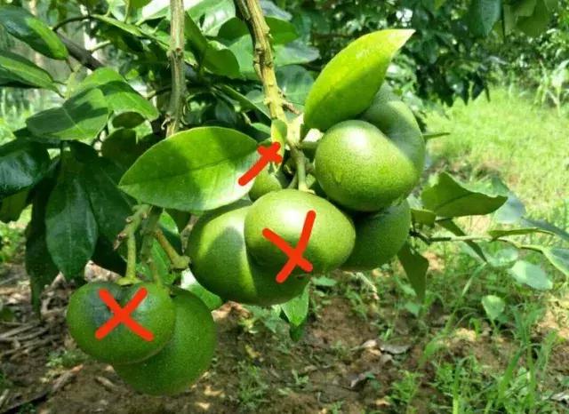 柑橘疏花疏果最佳配方,柑橘疏果口诀表