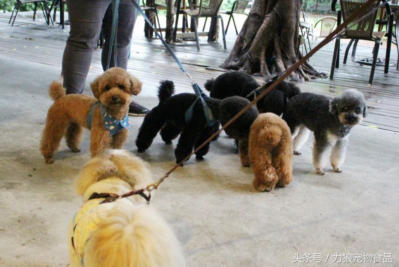 遛狗不牵绳那就别遛狗,铲屎官遛狗牵绳