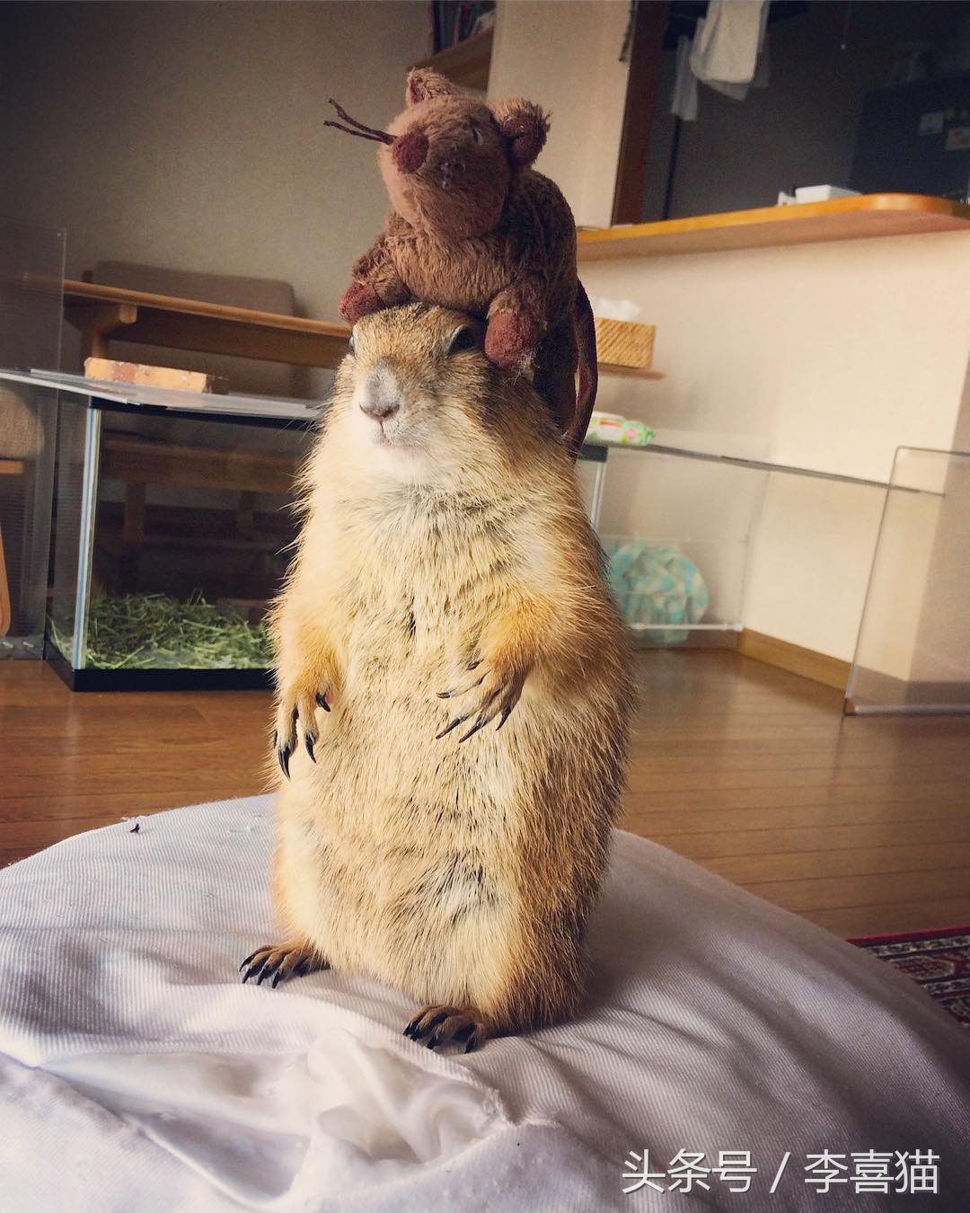 超级黏人的土拨鼠,黏人的土拨鼠