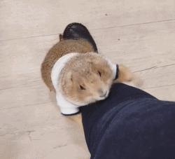 超级黏人的土拨鼠,黏人的土拨鼠