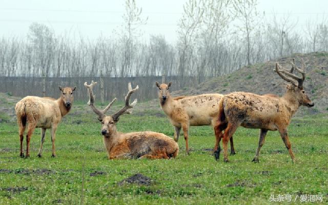 江苏溱湖国家湿地公园,江苏溱潼湿地公园