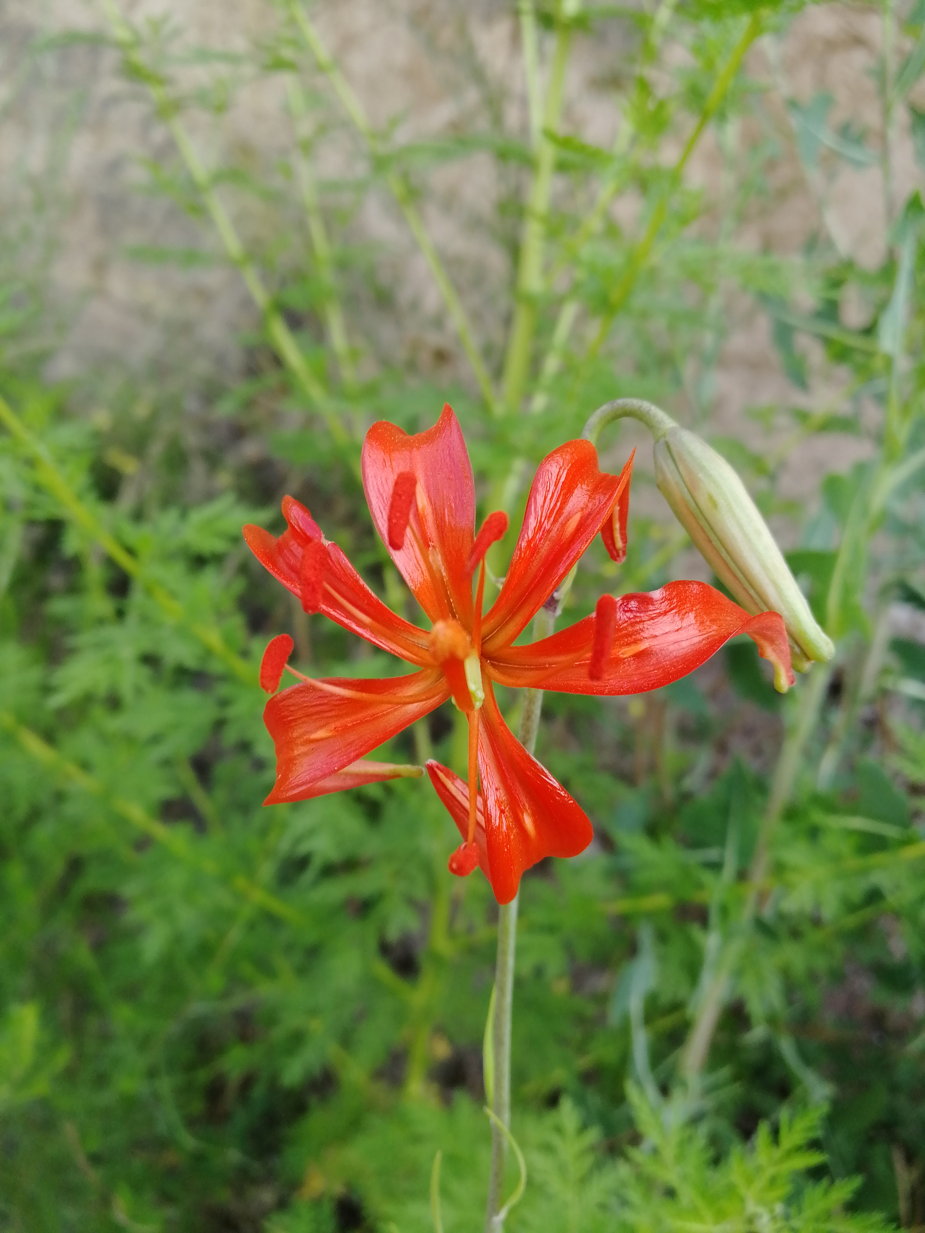 山丹丹开花红艳艳抖音素材,山丹丹花开红艳艳文字