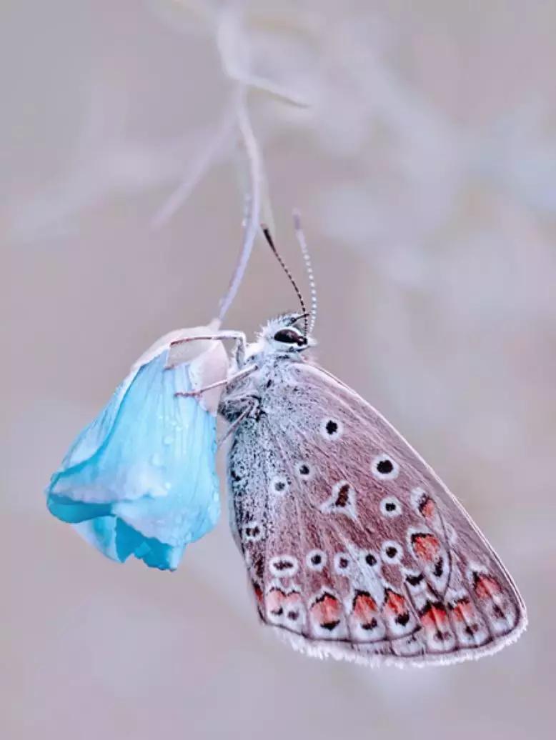 做个花心的女人视频,做个花心的女人歌曲