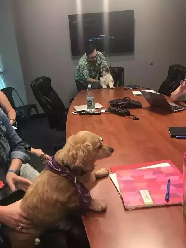 “带狗上班日”这只警犬就带着它的宠物狗狗来上班了……