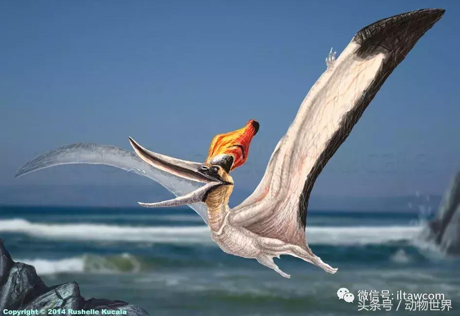 方舟无齿翼龙驯服教程,无齿翼龙有翅膀吗