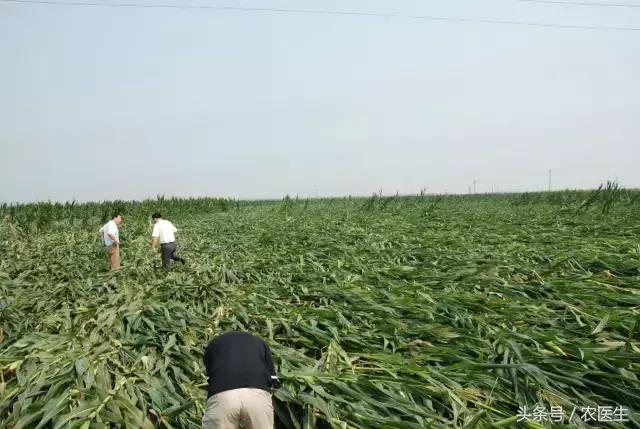 玉米倒伏的最佳解决方法,玉米倒伏补救最快方法
