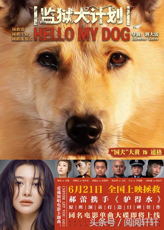 爱戴单曲《NeverLetYouGo》为流浪犬发声助力《监狱犬计划》