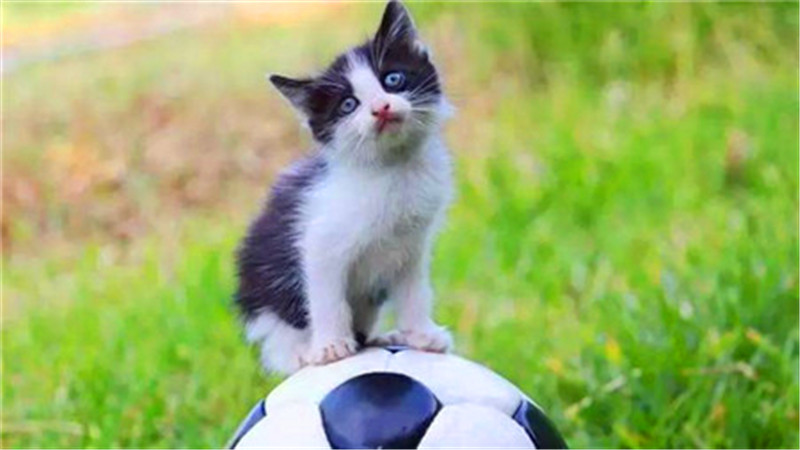 世界杯球队和猫咪的身价对比，关于中国队的象征，那可是无价之宝