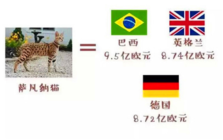 世界杯上最厉害的猫,法国纯种猫世界杯冠军