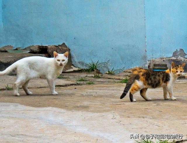 在威海菊花顶社区吃食堂进古陌岭运动健康公园宜居好环境