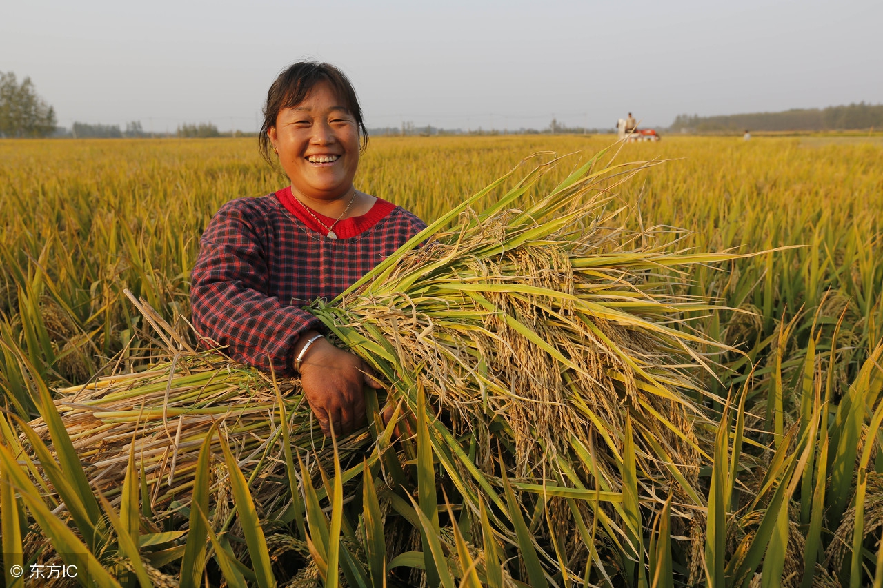 水稻后期氮肥过多怎么办,水稻后期缺肥会怎样