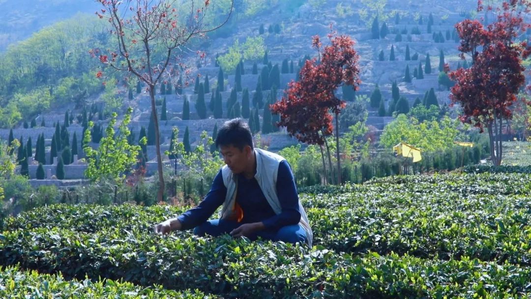 崂山绿茶是什么茶类型的茶,崂山绿茶和野生茶有什么区别