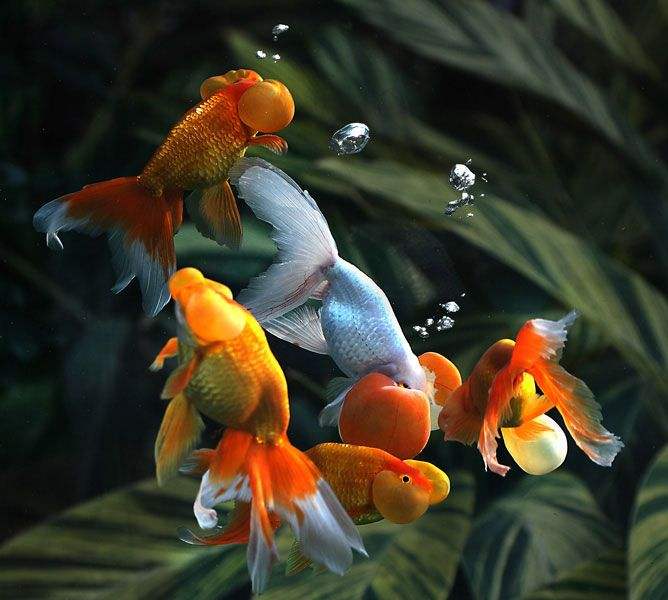 小金鱼怎么养才会生卵,家养的小金鱼会繁殖吗