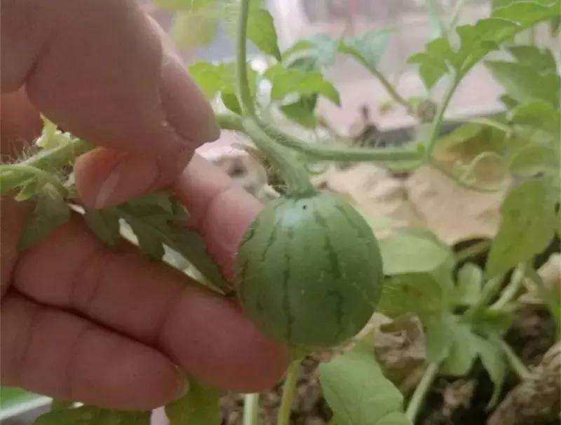 水果核丢花盆发芽了,水果籽呛到肺里去发芽了