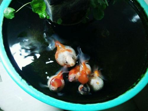 下雨天，室外鱼缸里的鱼儿可能要丢了性命！