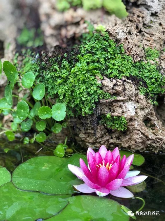 什么花可以在水里养,什么花能在水里养