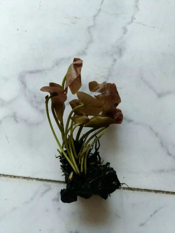 什么花可以在水里养,什么花能在水里养