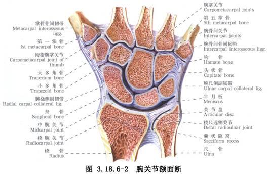 运动后手腕转动疼是怎么回事,运动后手指关节肿痛不能弯曲