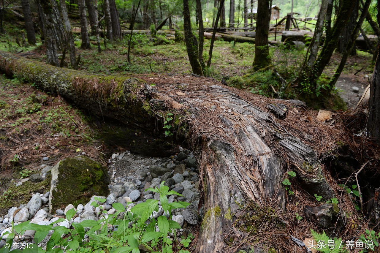 免清洗鱼缸是真的吗,免换水真草生态鱼缸