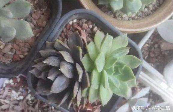 多肉叶片化水了怎么补救,多肉叶片化水了怎么处理
