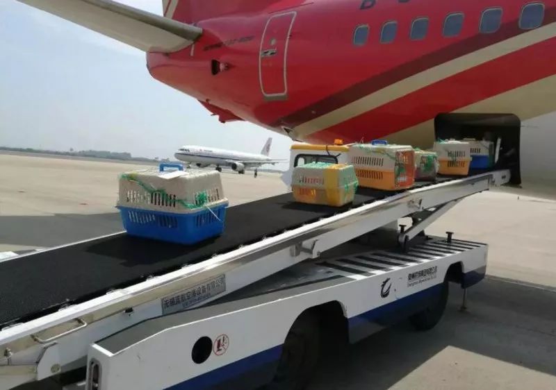 出远门再也不用担心“毛孩子”啦！在常州机场，宠物们也能坐飞机了~