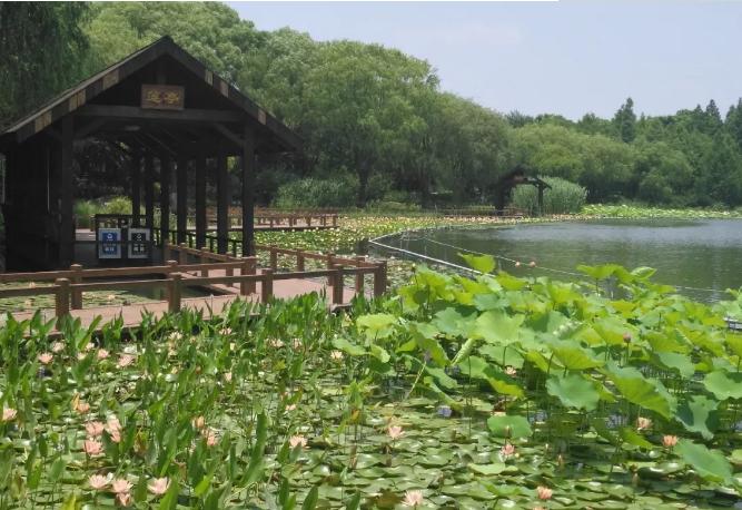 上海有哪些公园可以赏花,上海现在有哪些公园可观赏到荷花