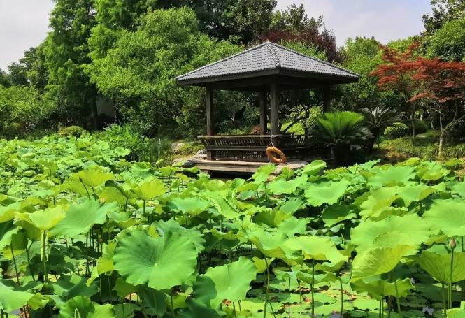 上海有哪些公园可以赏花,上海现在有哪些公园可观赏到荷花
