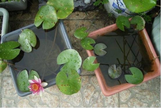 睡莲养在水缸里防蚊,阳台睡莲如何防蚊