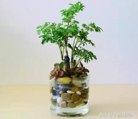 福禄桐绿植花卉,福禄桐防烂根