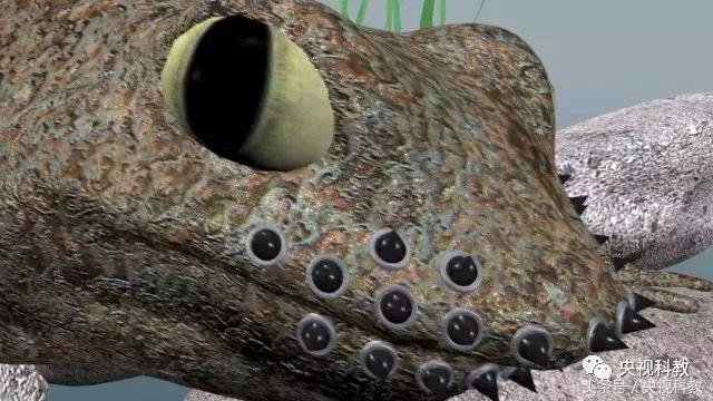 地理中国｜发出奇异叫声的“石蹦”究竟是什么生物？