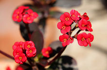 微信投票*票刷**费用及投票多少钱*票刷**之微信公众号刷投票价格的讲解