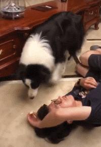 狗狗吃东西中毒症状,狗狗吃东西中毒要多久