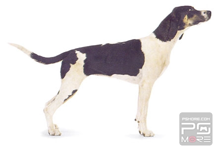 关于世界名狗名犬排行榜,世界名犬狗的品种大全