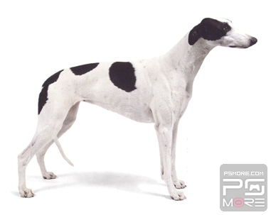 关于世界名狗名犬排行榜,世界名犬狗的品种大全