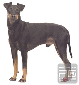 关于世界名狗名犬排行榜,世界名犬狗的品种大全