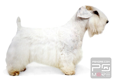 关于世界名狗名犬排行榜,世界名犬狗的品种大全