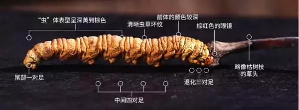 冬虫夏草补肾,冬虫夏草补肾益肺功效