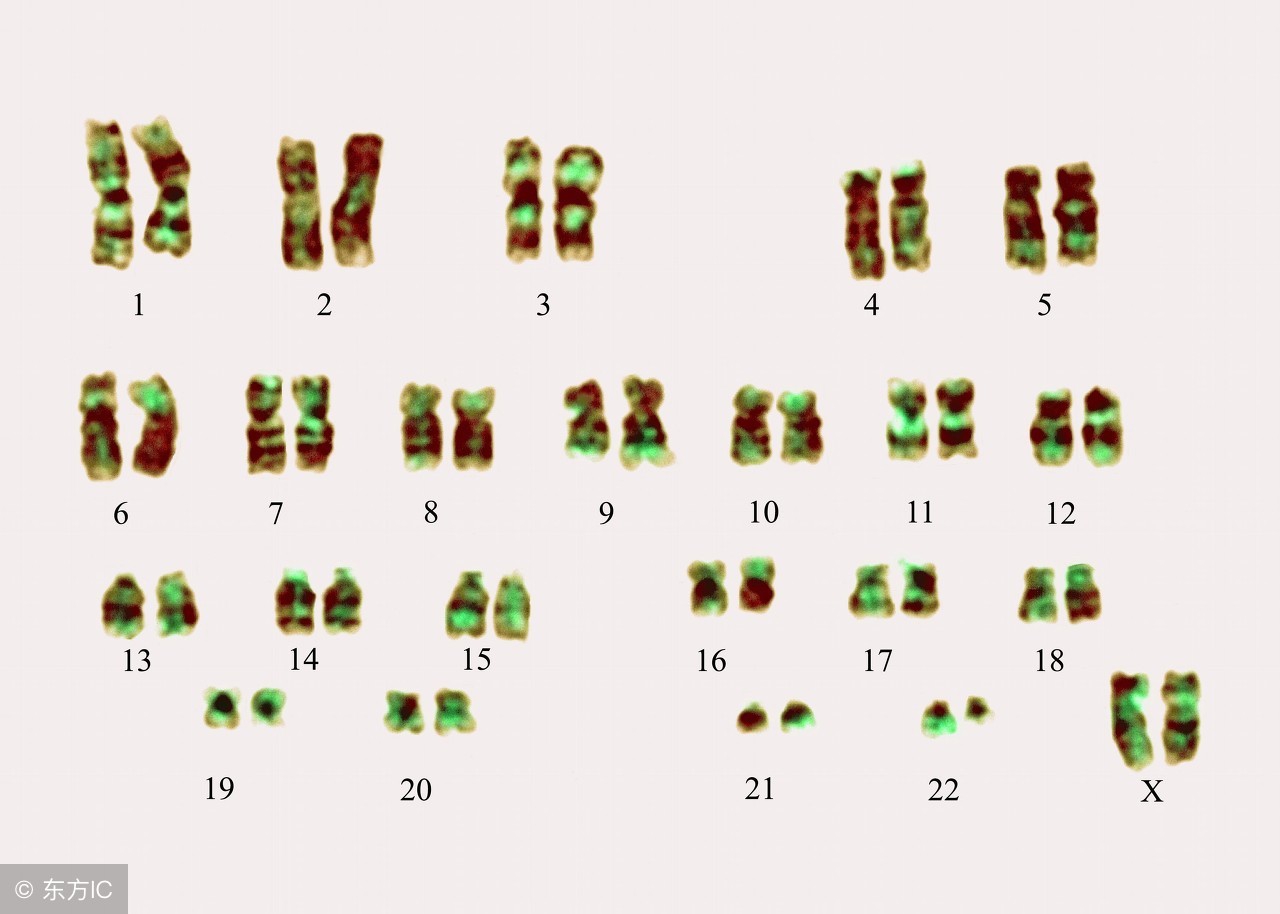 华大基因无创dna网上怎么查结果,华大基因无创dna检查有一项偏高