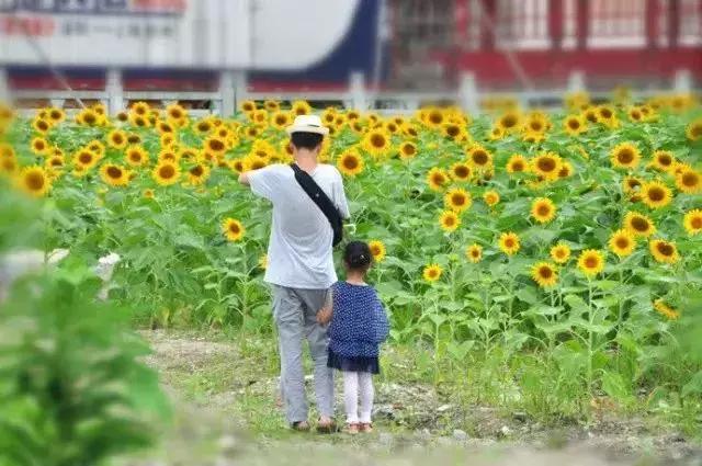 浙江一片夏季花海，带你在炎炎夏日赏花、美拍尽享自然清凉~