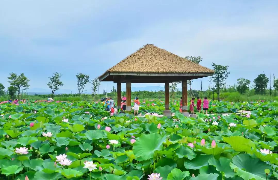 浙江一片夏季花海，带你在炎炎夏日赏花、美拍尽享自然清凉~