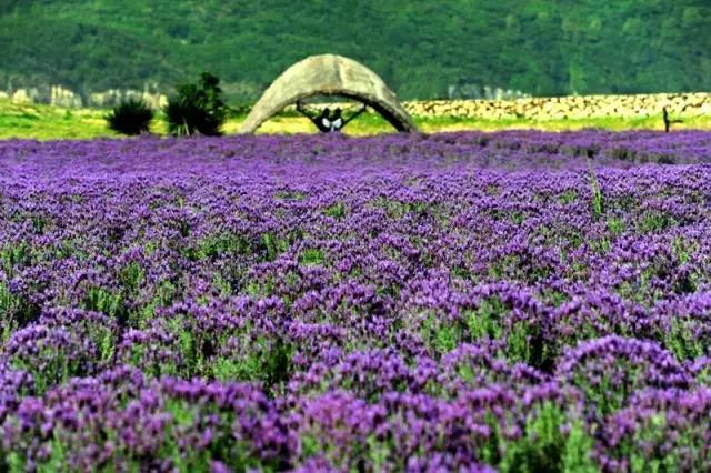 浙江一片夏季花海，带你在炎炎夏日赏花、美拍尽享自然清凉~