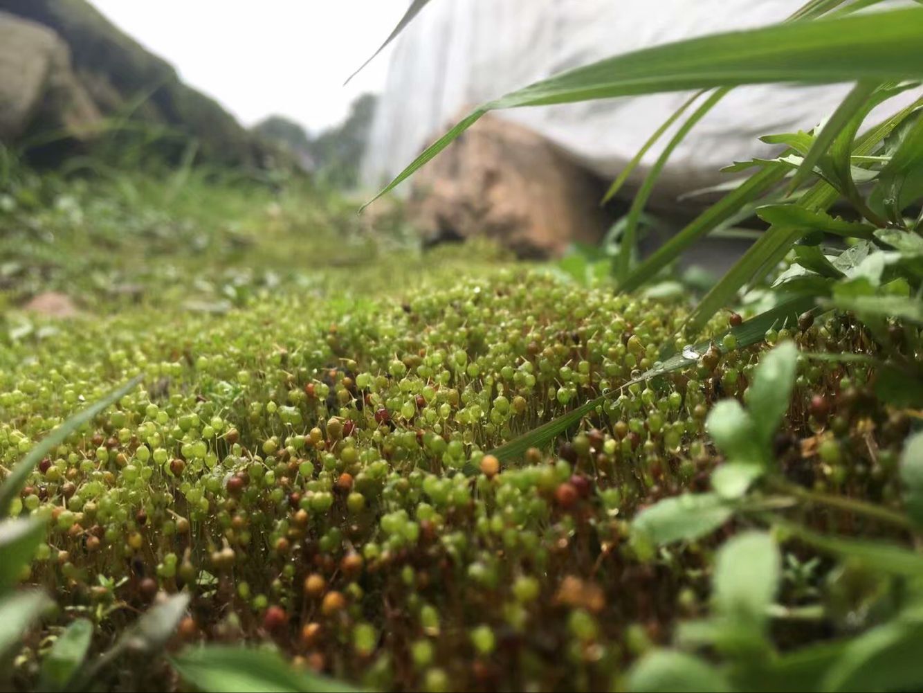被蜂蛰伤治疗方法,山上被野蜂蜇伤怎么办