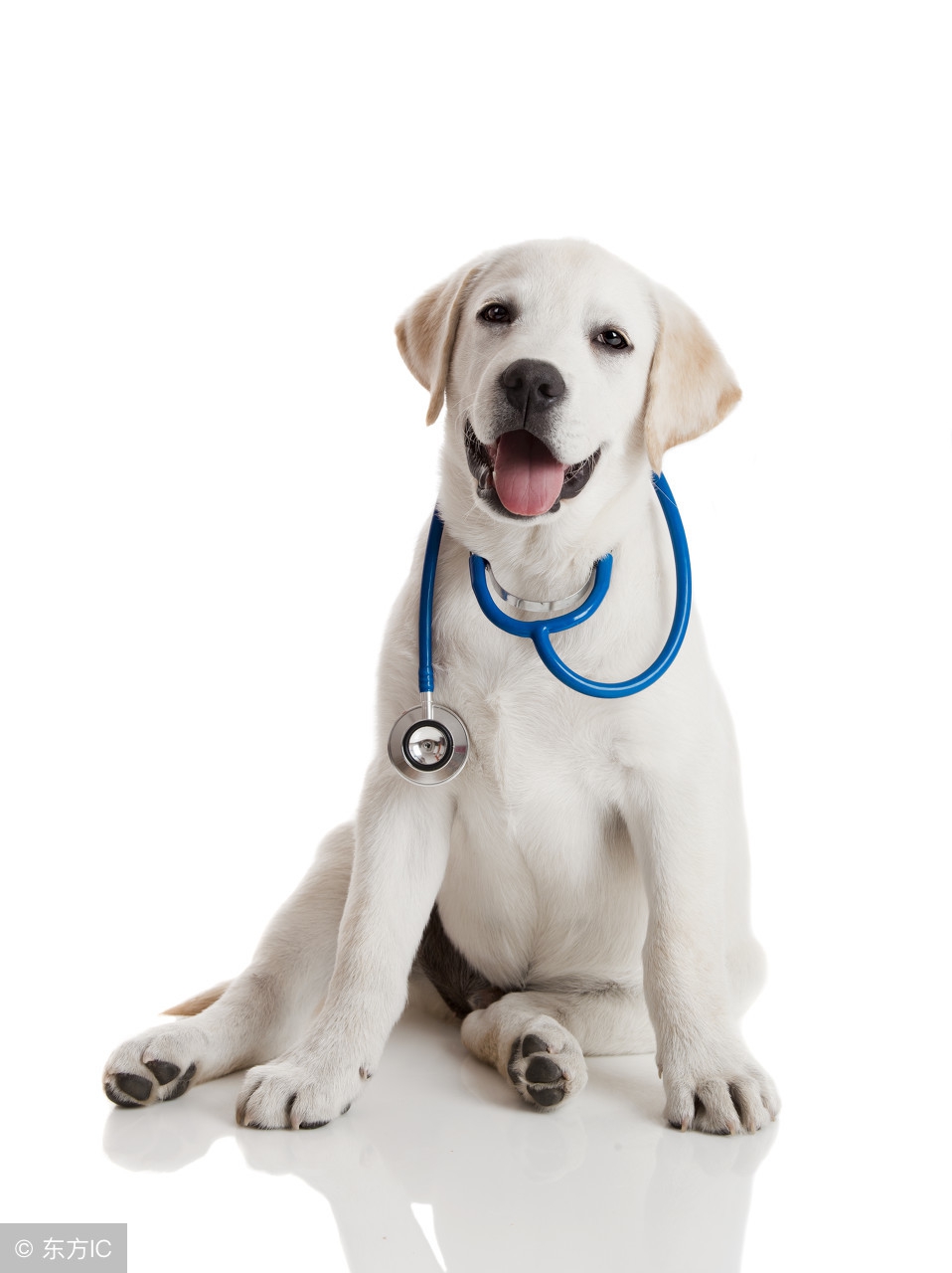 狗狗的腿一瘸一拐怎么办,狗狗走路一瘸一拐的怎么办