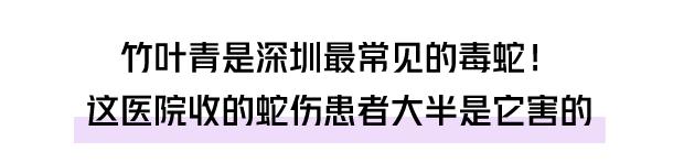 自家别墅花园有蛇什么原因,深圳一别墅区惊现蛇出没