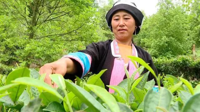 广西乐业：红心猕猴桃+有机茶，脱贫双招牌让农民搭上致富“快车”